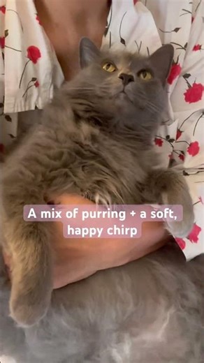 Misha’s Chirping Purr | What That Sweet Sound Means 🐾