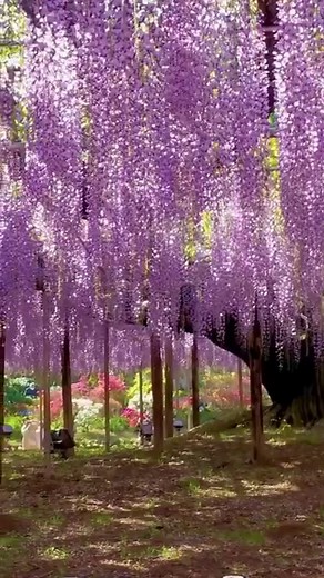 3K views · 94 reactions | Meet Ofuji, the awe-inspiring Great...