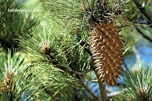 [Secret Revealed] Why Do Pine Cones Close When Wet? - Inside The Yard