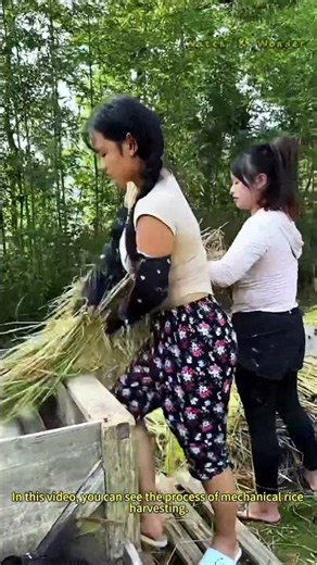 Mechanical Rice Harvesting: Boosting Efficiency in Agriculture