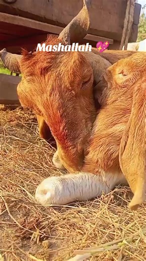 Mashallah: Celebrating 100k Views at Sardar Goat Farm