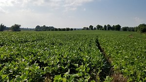 Video: Applying Foliar Fertilizers to Soybeans