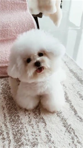 Cutest White Puppy Bath Time 🛁 | Adorable Puppy Gets His First Wash! 😍🐾