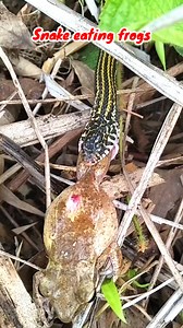 1.5M views · 7.6K reactions | Snake eating frogs part 3 #vidioviral #naturalselection #jangkauanluas #semuaorang #sorotan #alamliar #vidiotrending #viral | sahabat Alam22 | Facebook