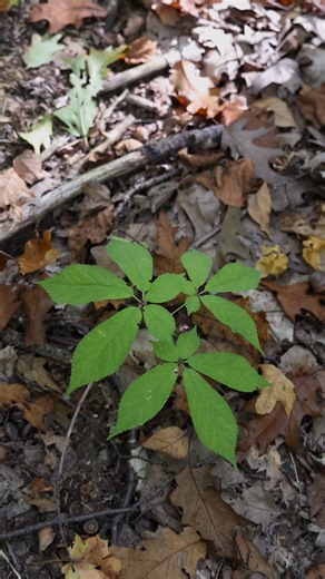 Good stewardship in harvesting wild American ginseng involves...