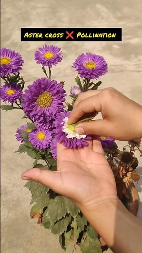 How to Aster cross Pollination.....#tranding #youtubeshorts #flowers #gradening