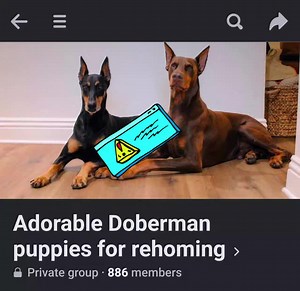 Beaware people..pages like this spam my comments and try and scam people. This one tried to claim Bruce is theirs. Please check out dpca.org or AKC.org for reputable breeders and never give a deposit to someone that contacts you on any social media pages. Their cover photo is not their dogs either. It's Cairo the Red Doberman and Pepper the Dobie | Rubydoobydo