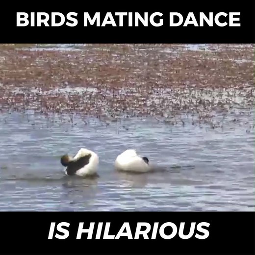 242K views · 2.5K reactions | I can't get over how funny this mating dance is  Check out more from Living Wild in South America | Tyla | Facebook