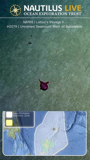 Up Close with an Angler Fish: Chaunacops Footage