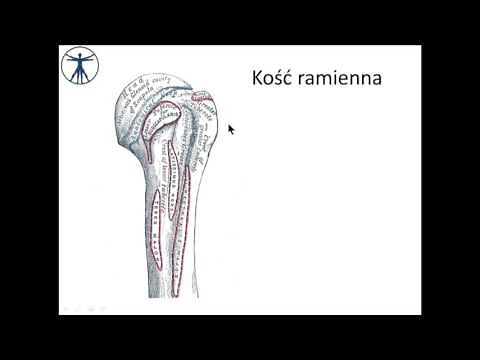 Kość ramienna i staw ramienny PL [wstęp]