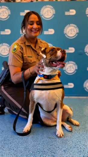 Meet Ruby! ♥️ Ruby (A2485617) is the total package: confident, sweet, and full of love! This friendly girl gets along with everyone, including other dogs, and she’s just as happy on a walk as she is snuggled up for a nap. Ruby walks like a pro on leash, has great manners, and brings the perfect mix of play and chill. Whether you’re a family, a solo adventurer, or have other pets, Ruby’s ready to be your new best friend. Adopt her today at Miami-Dade Animal Services! #MDSOpetsToLove | Miami Dade 