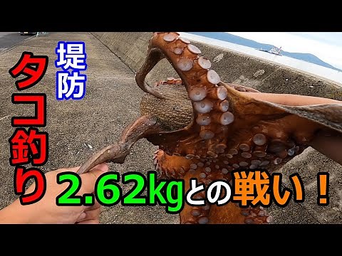【堤防タコ釣り🐙】2.62㎏。巨大タコとの勝負！