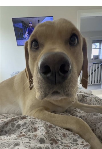 MrBarneyBoo on TikTok