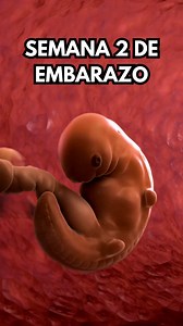 1.7M views · 29K reactions | Semana 2 de embarazo- Síntomas de la madre y desarrollo del bebé  | Embarazo bebés y maternidad | Facebook