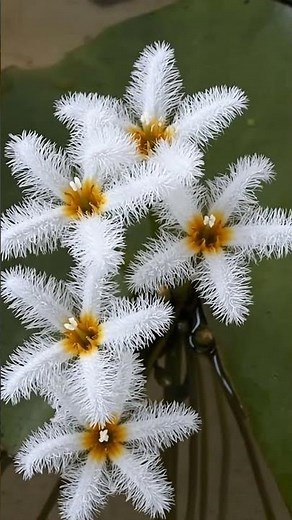 Rare Nature Magic: The Most Unique Fringed Flowers You've Ever Seen! 🌸✨