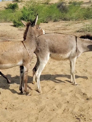 #viraltiktok #funny #foryou #donkey #trending #fyp #animals #foryou #tiktok #FarmAnimals #DailyDonkey #trending #fyp #viralvideo #countrylife #funny @donkey