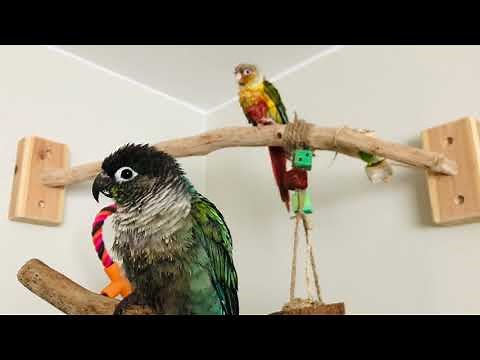 Green cheek conure doing tricks! A cute and funny compilation!