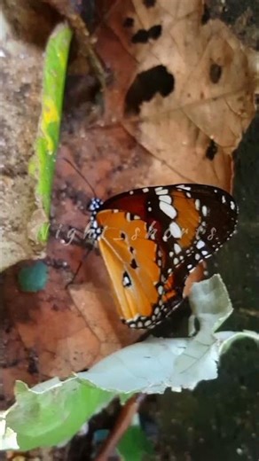 Butterfly #insects #insectvideo