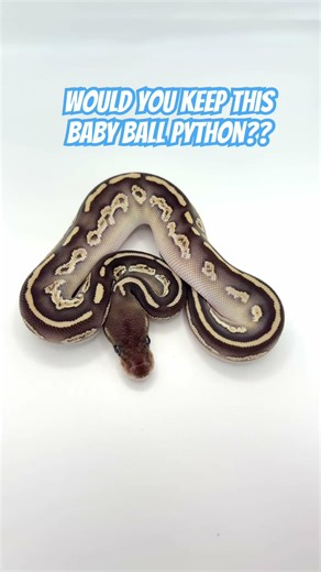 Would you KEEP this baby Ball Python!?