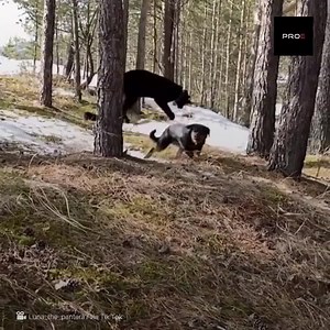 1.9M views · 1.4K reactions | Luego de que su madre la rechazara, esta pantera fue adoptada por una mujer experta en animales de gran tamaño. Desde que llegó a su casa se hizo muy amiga de la mujer y de su perro. | Koala | Facebook