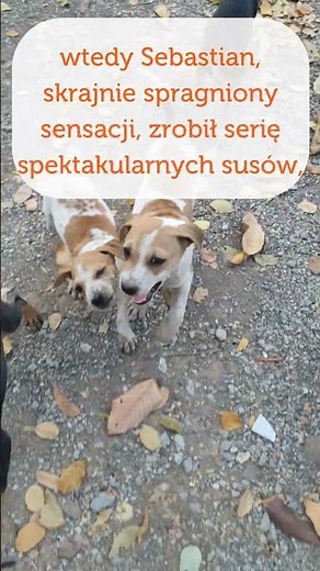 1 lipca Dzień psa