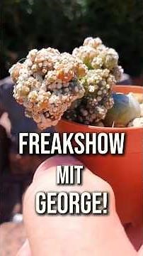 Fascinating Lophophora Mutations: The Mystery of Cactus George