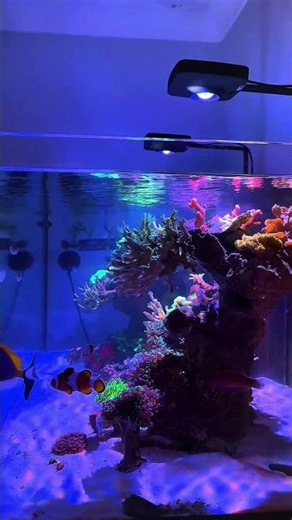 What is the best aquarium lighting?