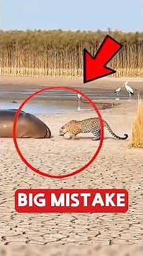 5 Animals That Made the Dumbest Mistakes
