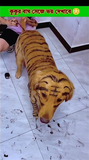 The dog will dress up as a tiger and scare you 😳