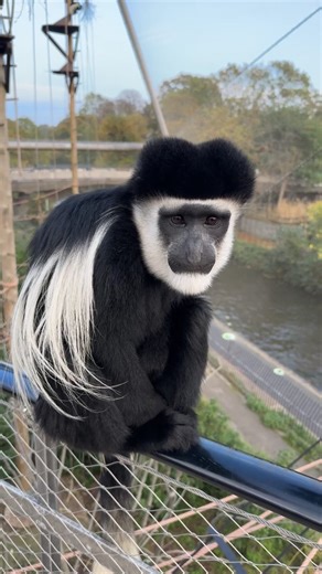 The truth about what monkeys really eat 🍌 Monkeys do not actually eat bananas, which armuch too sweet to be a part of a healthy monkey diet. As leaf eaters, our colobus monkeys much prefer variety of different types of plants. | London Zoo