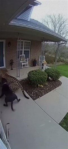 This old man attacked by cheetah!!🐆