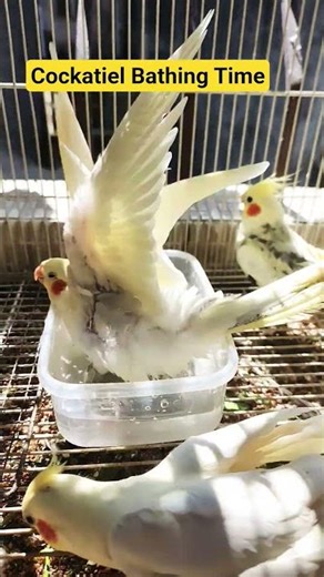 Cockatiel Bathing 🛁 😍 #cockatiel #cockatielsinging #kukikuki #cockatielvideo
