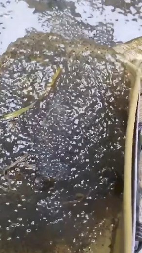 1.3M views · 10K reactions | Managed to hatch a bunch of weird eggs. #animals #pets #Heartwarming | Paws Life | Facebook