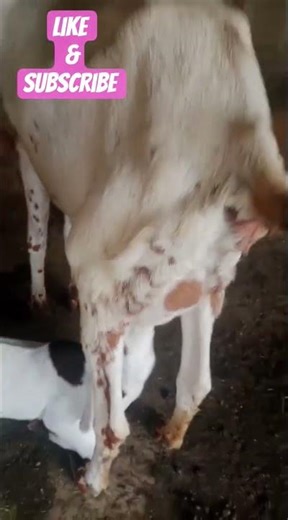Goat Kid Nursing - Natural Feeding Scene #Goat #GoatKid #Nursing #Livestock