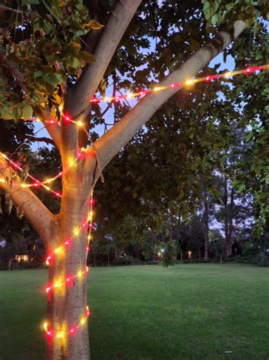 Enjoying Nature: Evening Walk with Anna the Frenchie