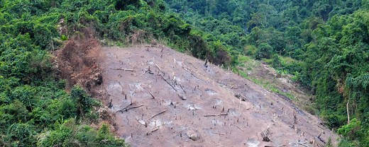 20 Advantages and Disadvantages of Deforestation