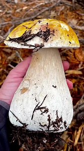 4.1K views · 92 reactions | Beautiful and tasty mushrooms from the Carpathian mountains #funghi #porcini #boletus #pinicola #kingbolete #pennybun #pinophilus #ciuperci #гриби #grzyby #hribi #pilze #cepes #mushroom #houby #hongos #เห็ด #gomba #гъби #Грибы #mantarlar #cogumelos #fungi #मशरूम #মাশরুম #nấm #new #viral #best #nature #forest #wildlife | Mushrooms & nature & animals | Facebook