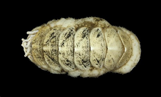 Scientists Turn to the Internet to Name New Species