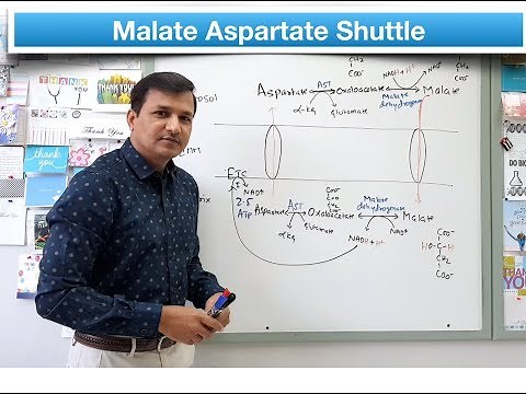 Malate Aspartate Shuttle