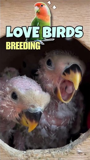Love Birds Breeding! 😍🔥#birds #breedingpair #lovebirds #viral