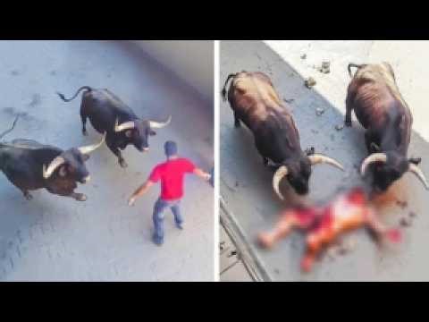 12 Most BRUTAL ANIMAL ATTACKS | If These 12 Zoo Moments Were Not Filmed | No One Would Believe It