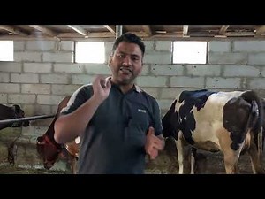 Cattle Insurance Explained: Benefits, Costs, and How to Get Started | Cow Insurance