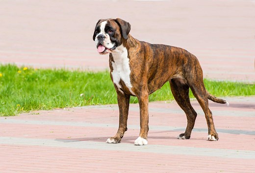 How Old Was the Oldest Boxer Dog Ever?