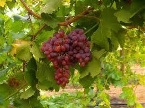 Amazing GRAPES Growing SYSTEM for Small Yards .