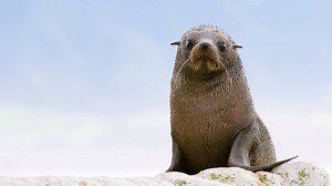 Seals are experiencing a population comeback and they are popping up in some unusual places. Often they just need rest, not rescuing. Find out what to do if you see a seal: http://bit.ly/2MKclpA | Department of Conservation