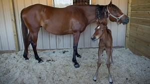 6.2K views · 202 reactions | Oh, baby! Meet the newest horse, a...