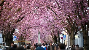 Stadt sperrt Straßen - Japanische Kirschblüte lockt Tausende nach Bonn