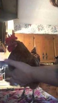 How to make a chicken diaper using a surgical face mask