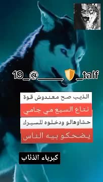 Stunning Close-Up of a Unique Blue and Black Wolf