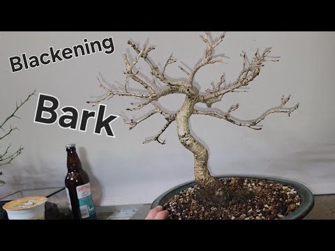 English Oak Bonsai Tree Blackening Bark?
